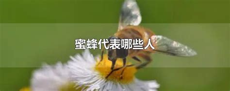 飛蛾代表幾號 蜜蜂代表什麼
